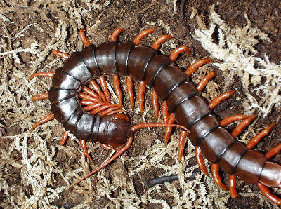 Vietnamese centipede