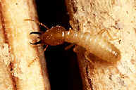 drywood soldier termite - Vietnam