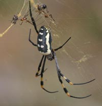 female golden orb, the male is the normal sized small insect in the top left of the picture